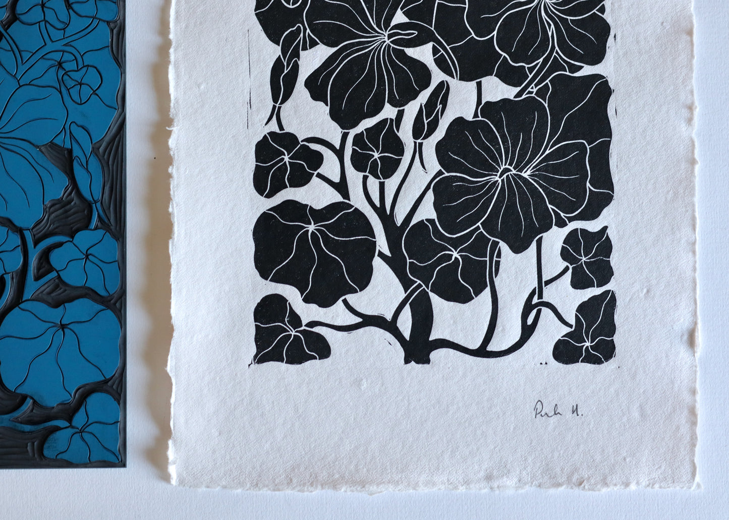 Heritage Kitchen Garden - Nasturtium | Hand printed on Cotton Rag Paper