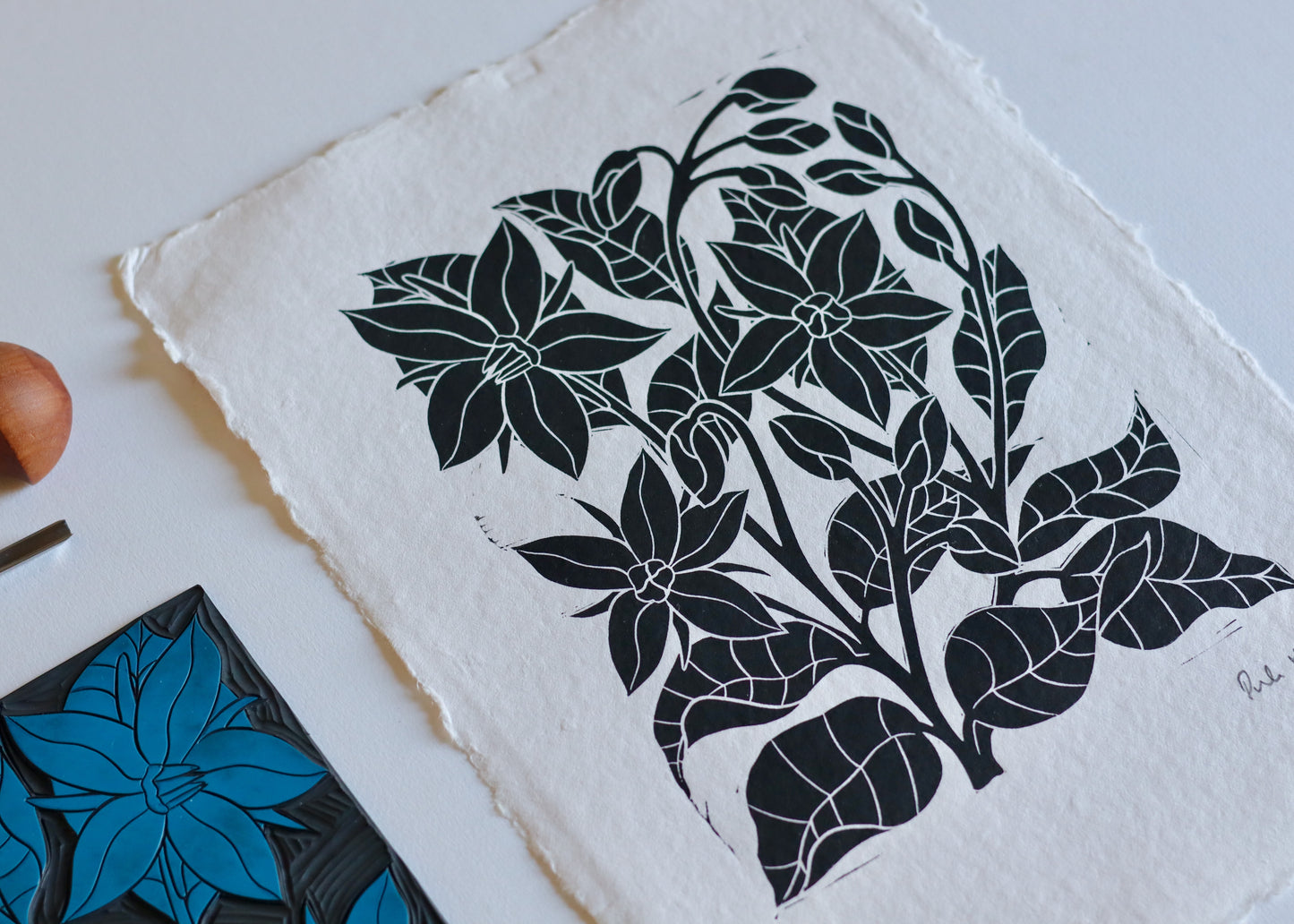 Heritage Kitchen Garden - Borage | Hand printed on Cotton Rag Paper