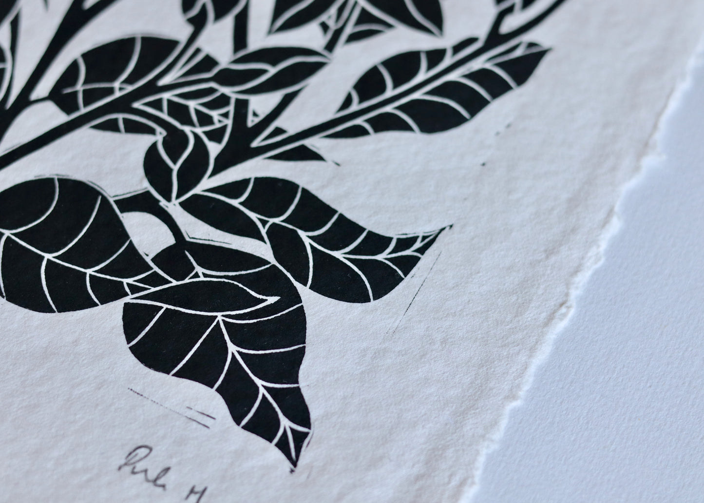 Heritage Kitchen Garden - Borage | Hand printed on Cotton Rag Paper