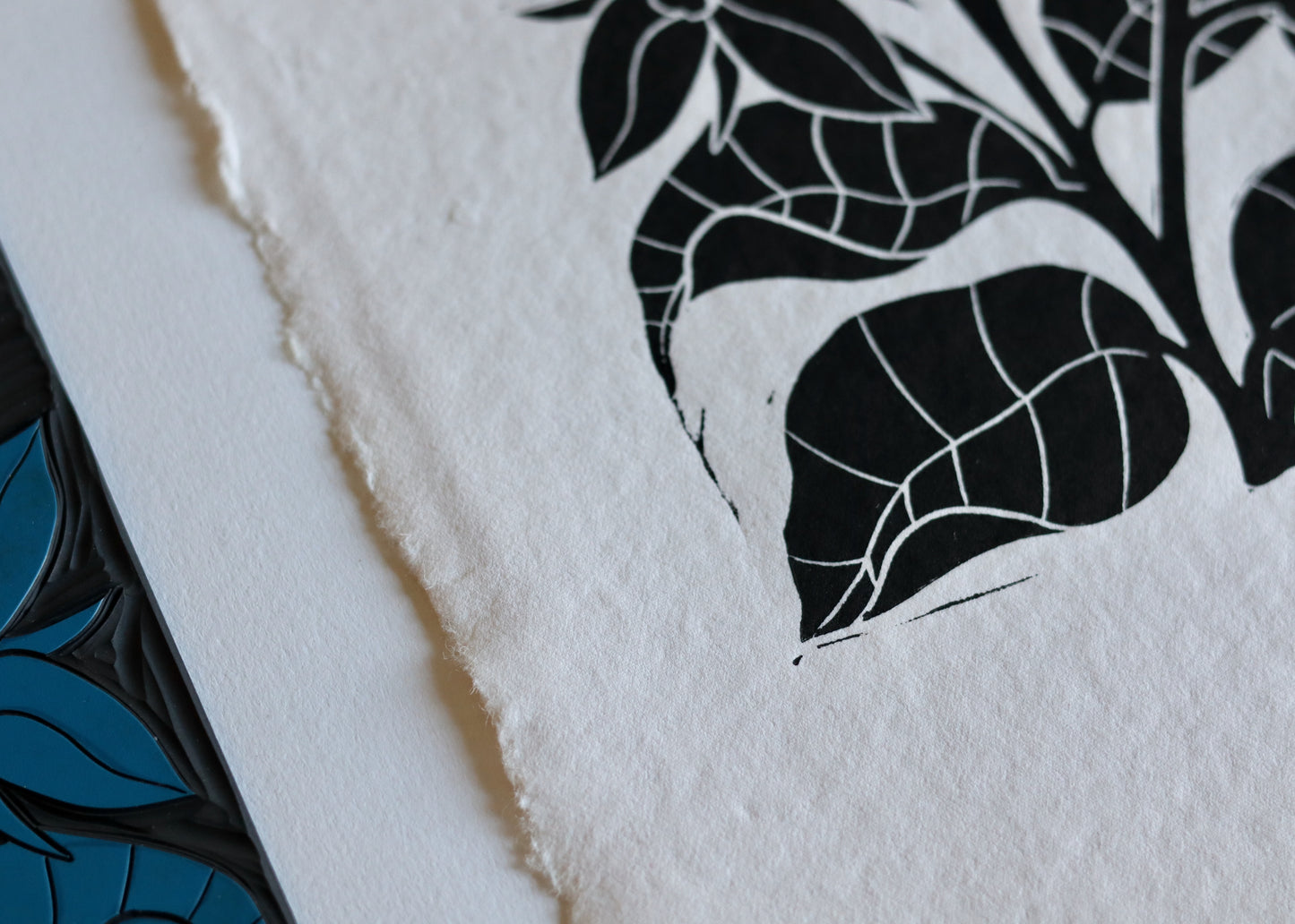 Heritage Kitchen Garden - Borage | Hand printed on Cotton Rag Paper